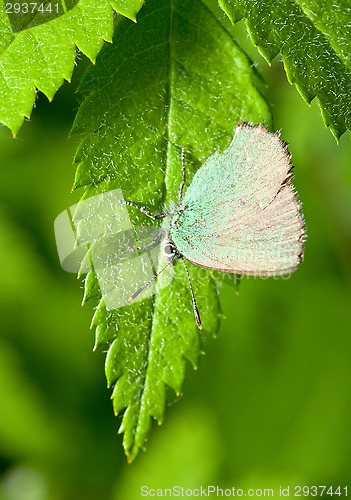 Image of Callophrys rubi