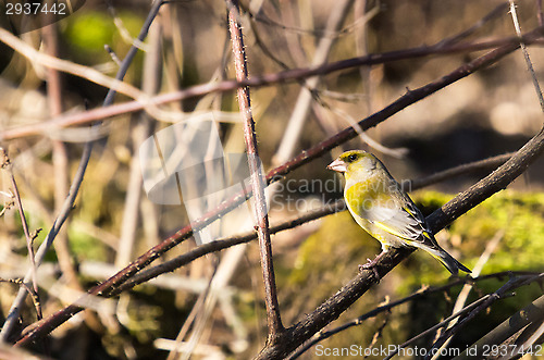 Image of Greenfinch