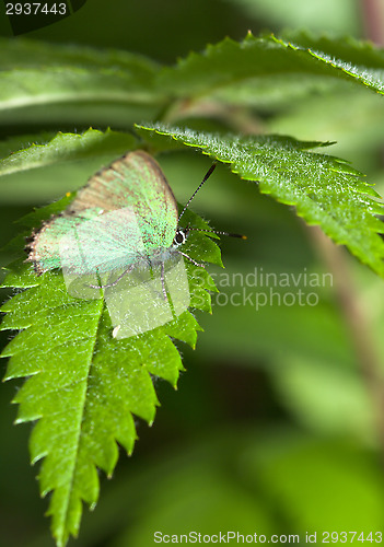 Image of Callophrys rubi