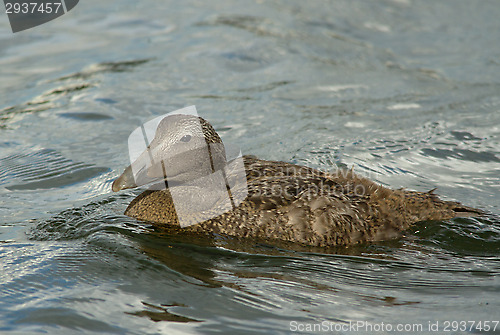 Image of Eider