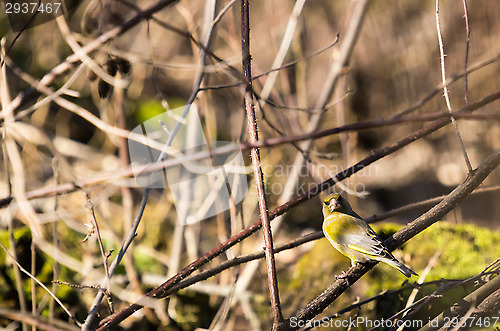 Image of Greenfinch