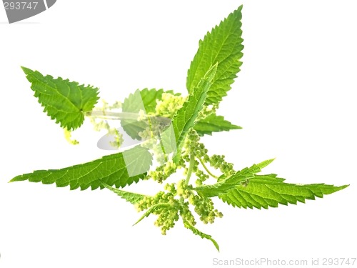 Image of nettle