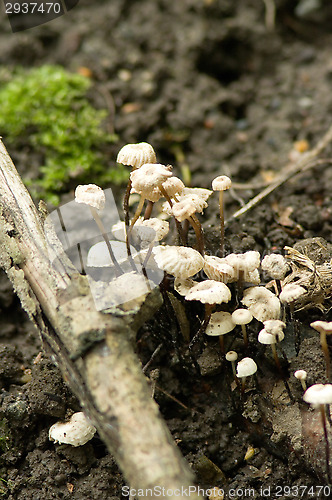Image of Mushrooms