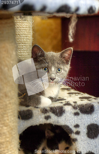 Image of Kitten