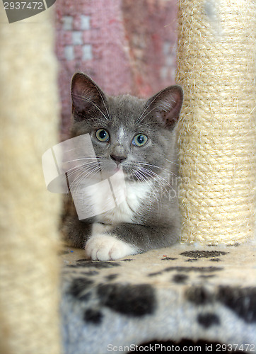 Image of Kitten
