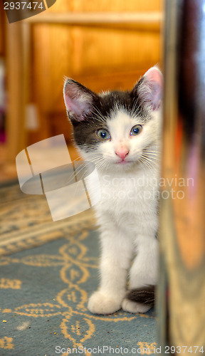 Image of Kitten