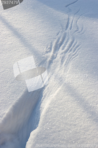 Image of Pheasant marks in the snow