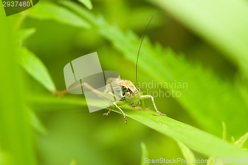 Image of Grasshopper