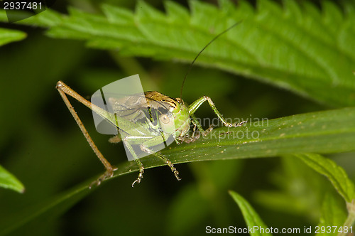 Image of Grasshopper