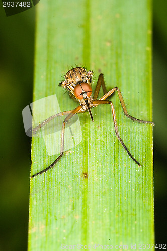 Image of Mosquito