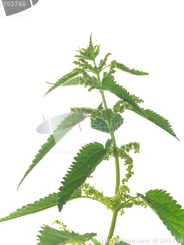 Image of nettle