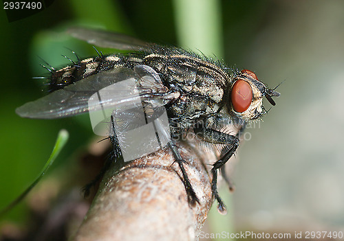 Image of Fly