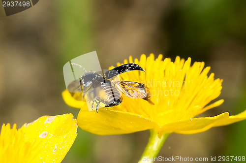 Image of Chrysolina varians