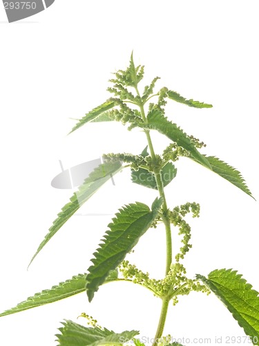 Image of nettle