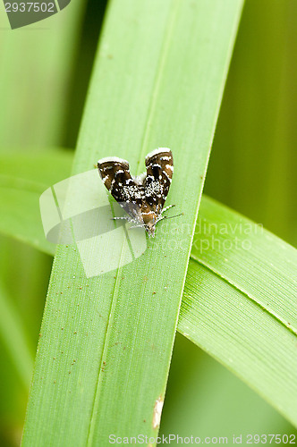 Image of Butterfly
