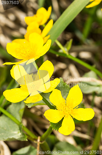 Image of Caltha palustris