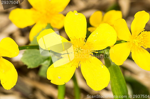 Image of Yellow flowers