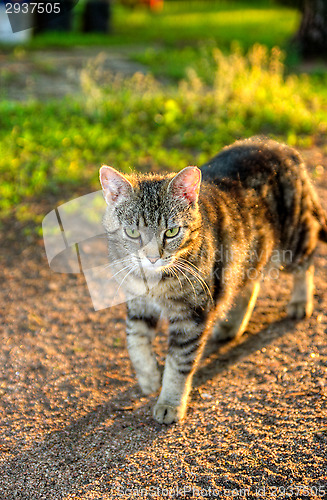 Image of Cat