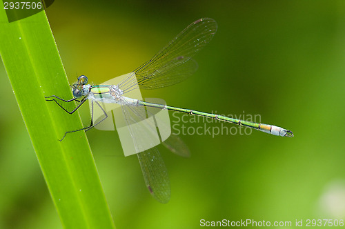 Image of Dragonfly