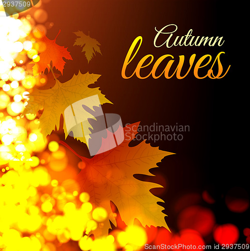 Image of Autumn leaves