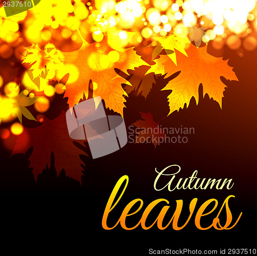 Image of Autumn leaves