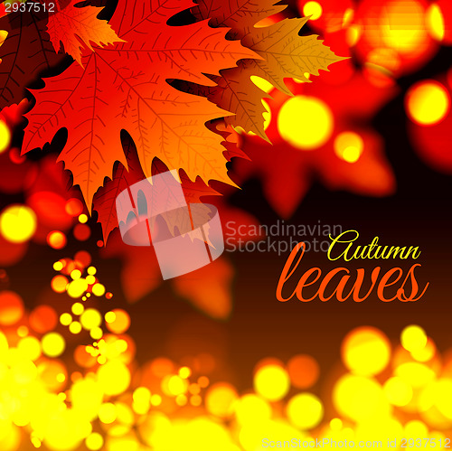 Image of Autumn leaves