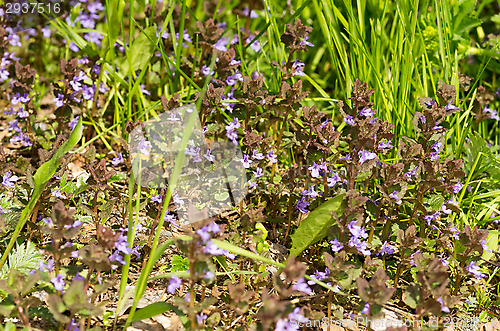 Image of Flowers