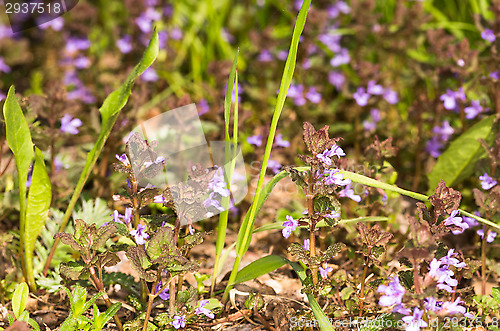 Image of Flowers