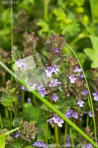 Image of Flowers