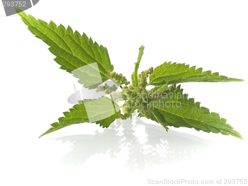 Image of nettle