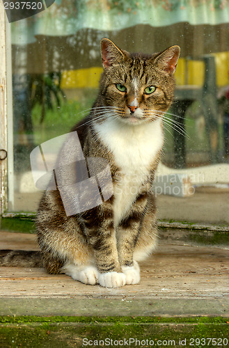 Image of Cat