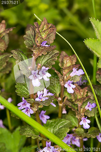 Image of Flowers