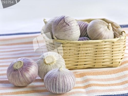 Image of Purple Garlic