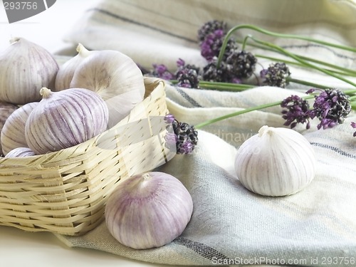 Image of Purple Garlic