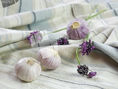 Image of Purple Garlic
