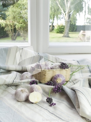 Image of Purple Garlic