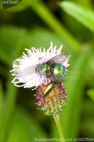 Image of Fly