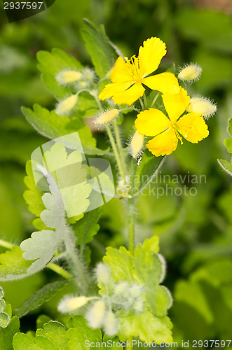 Image of Yellow flowers