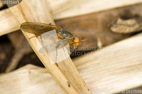 Image of Fly