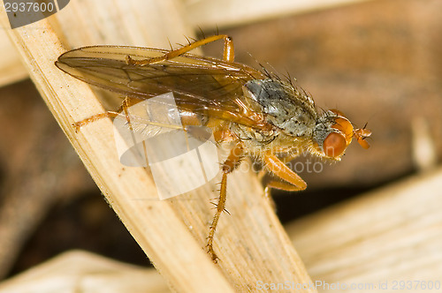 Image of Fly
