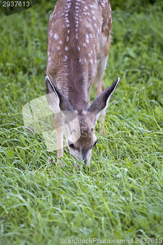 Image of Deer fawn grazing