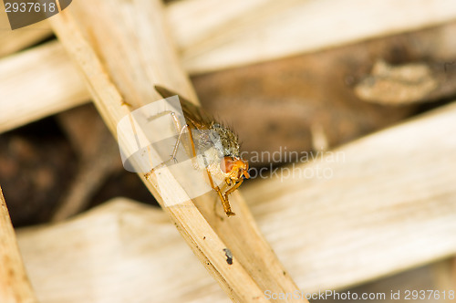 Image of Fly