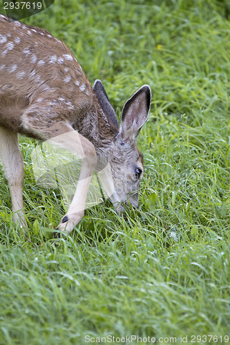 Image of Deer fawn grazing