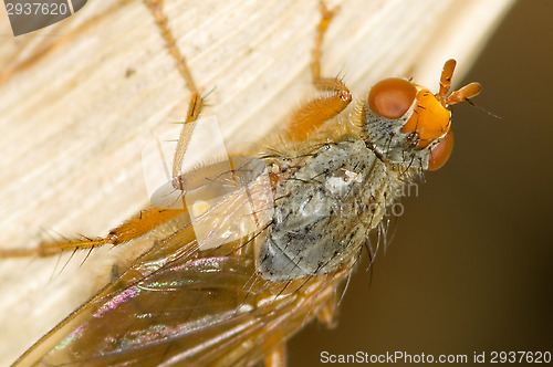 Image of Fly