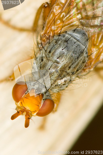 Image of Fly