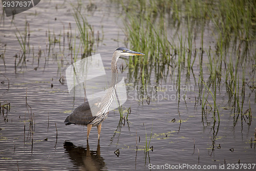 Image of Blue Heron in swamp