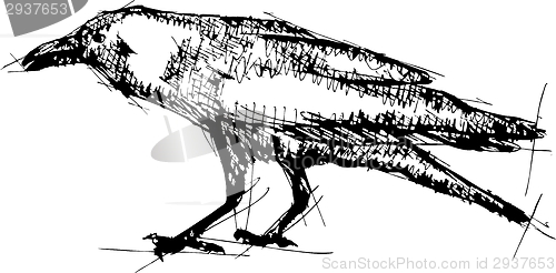 Image of Sketch vector illustration of crow