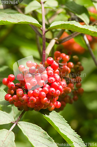 Image of Berries
