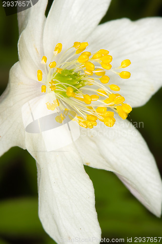 Image of Anemone nemorosa