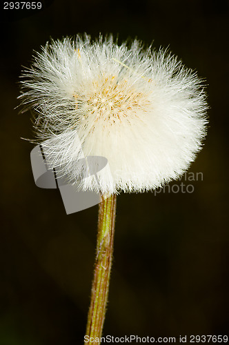 Image of Pollen